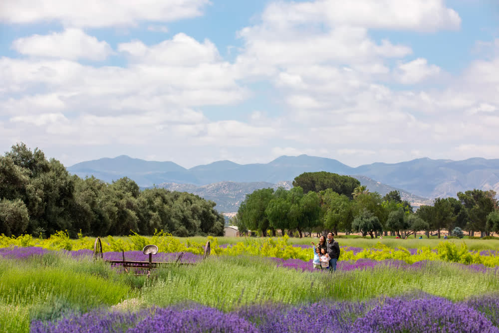 Rows of purple lavender with mountains beyond