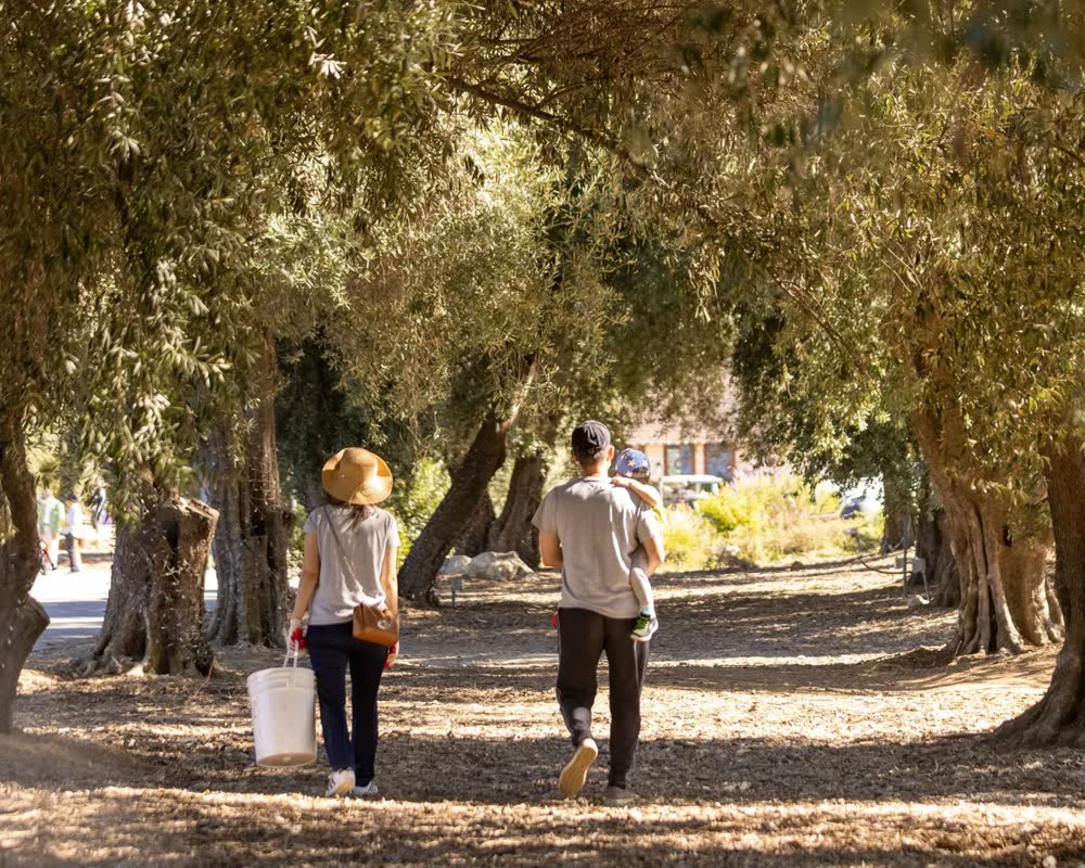 Visitors walking through the olive grove with buckets