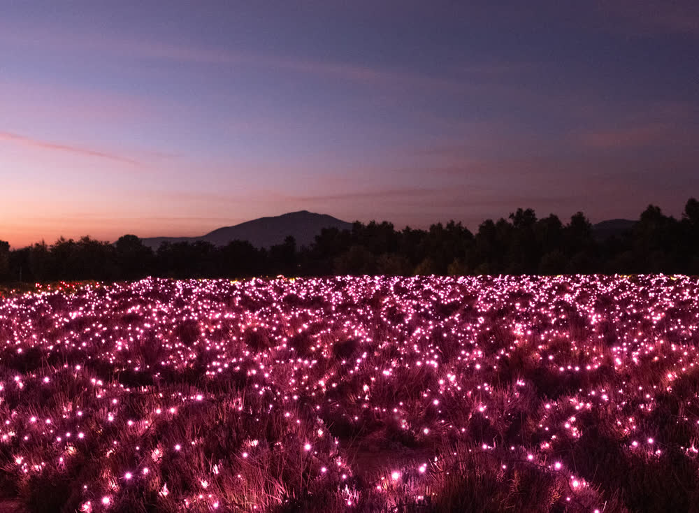 Fields glowing with pink lights at dusk