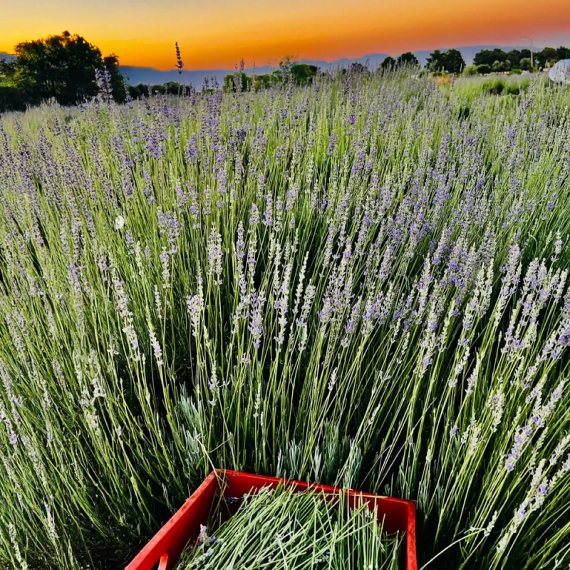 Blooming lavender at sunset with a crate of freshly cut stems