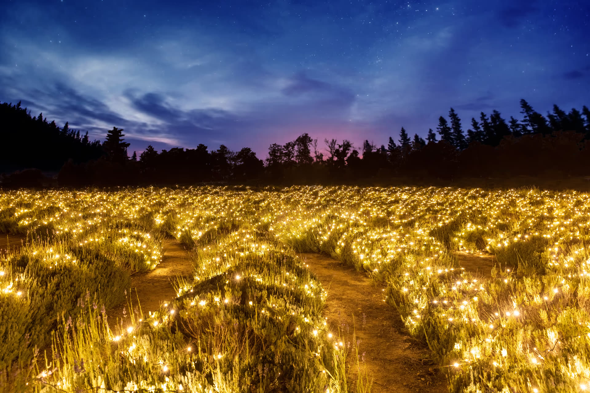 Lavender fields glowing with half a million warm lights at dusk