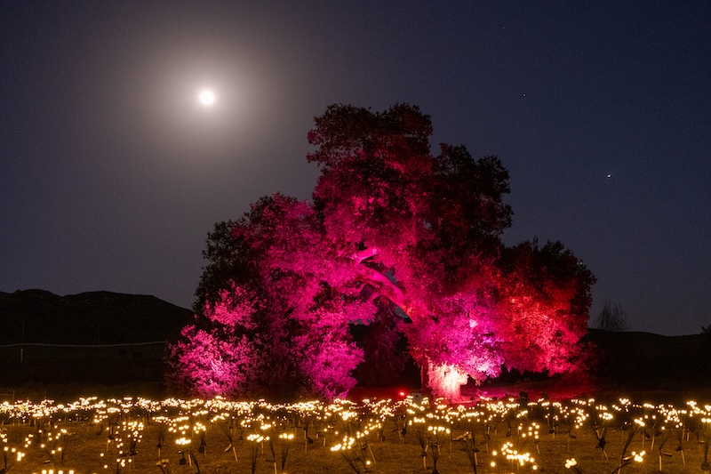 The 1,000-year-old oak glowing pink under a full moon, above a field of small lights