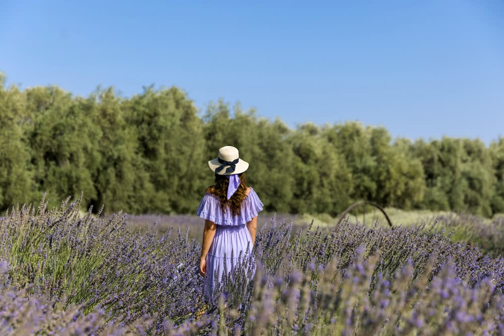 A woman in a sun hat walking through blooming lavender