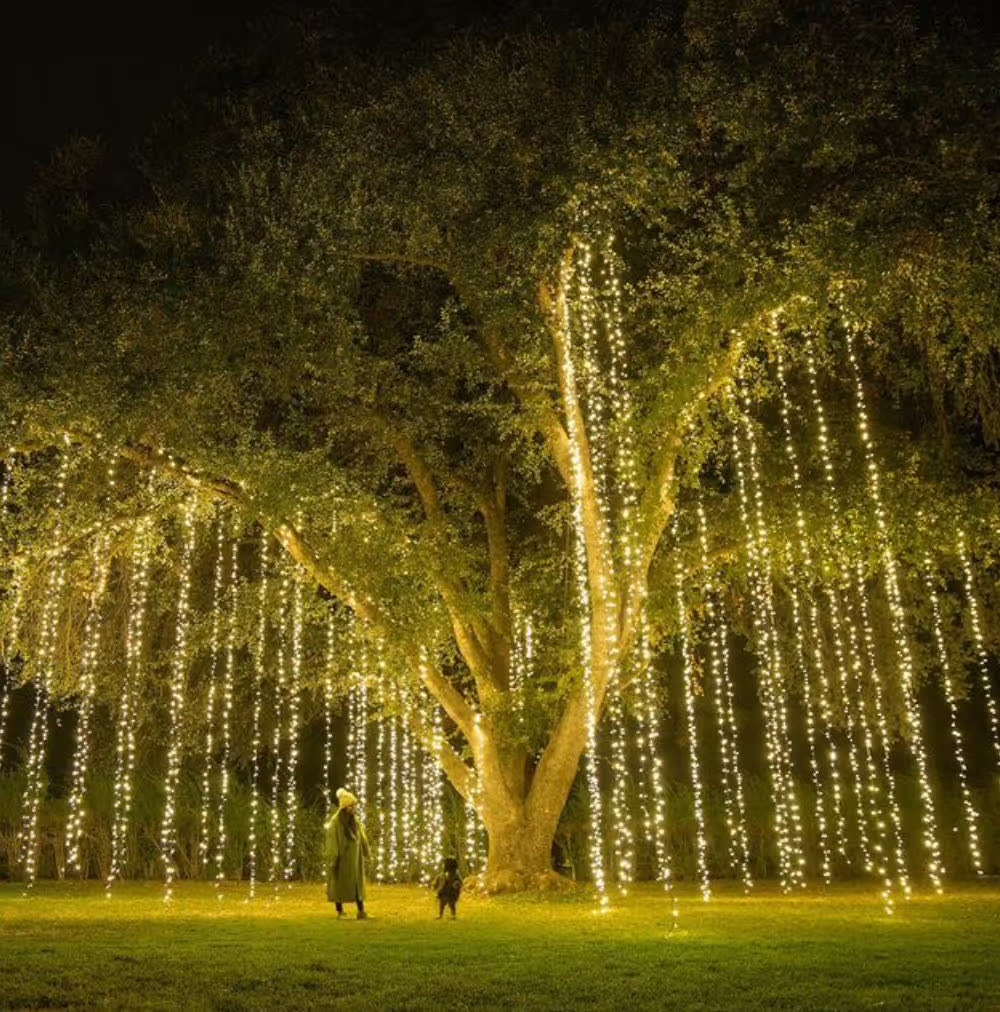 A grand tree draped in glowing strands of light