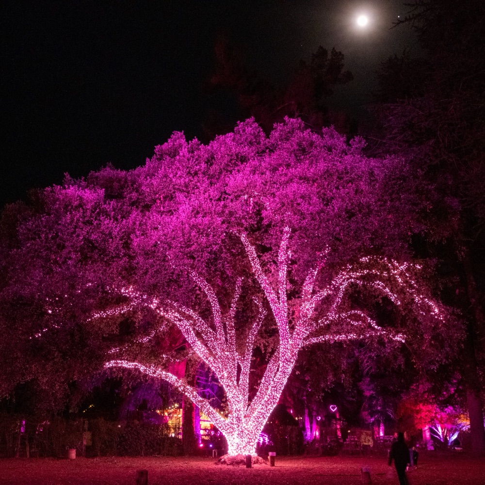 A pink-lit oak tree wrapped in lights under a full moon