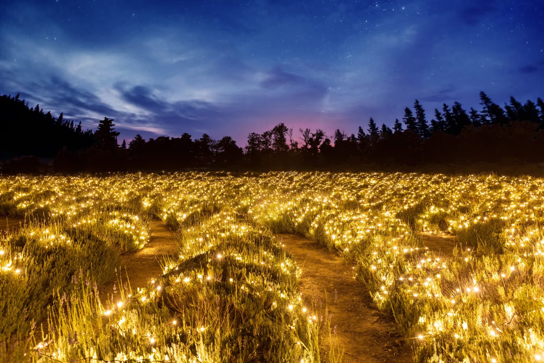 Lavender fields glowing with thousands of warm lights at dusk