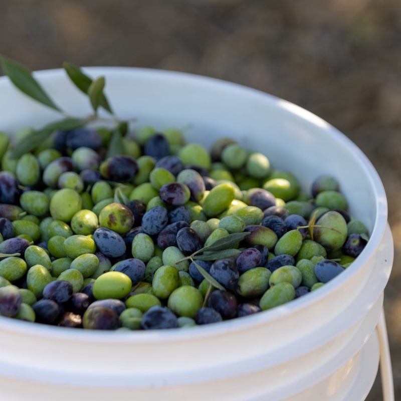 A white bucket of freshly picked green and purple olives
