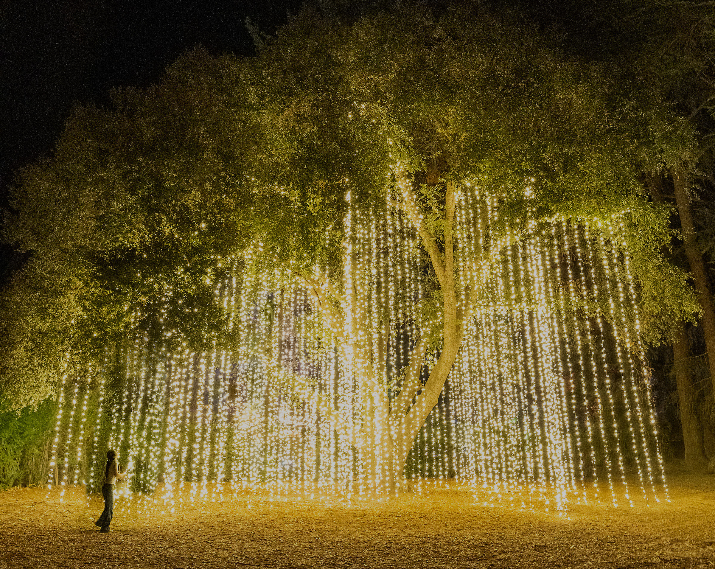 Willow tree draped in string lights at night