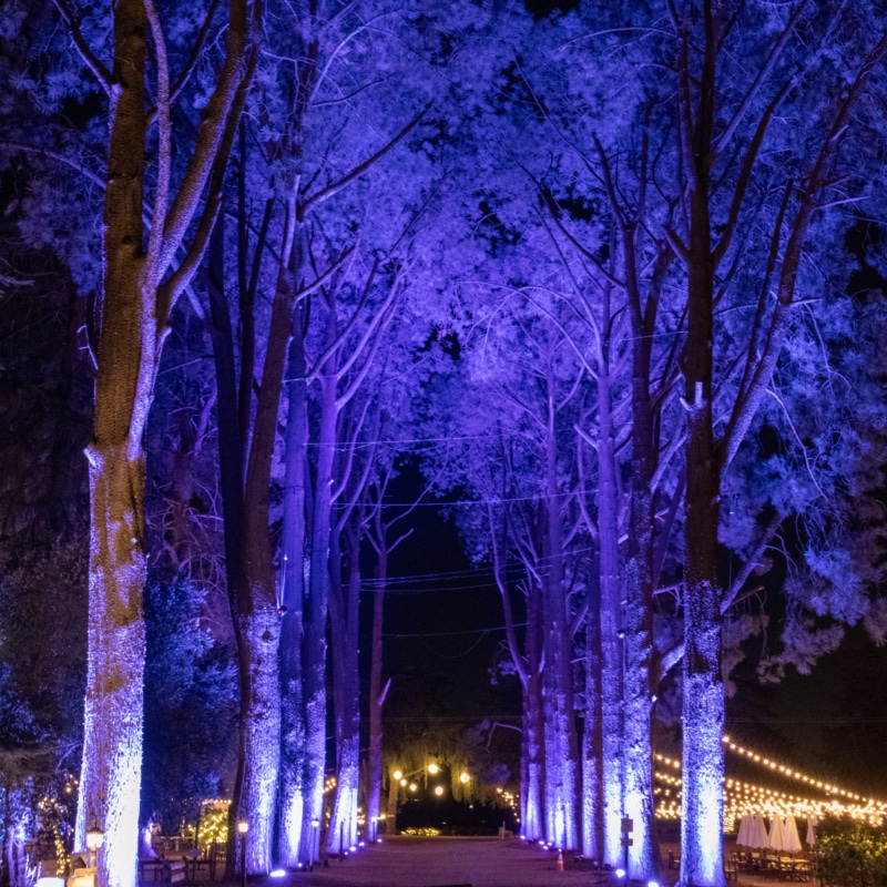 Tree-lined lane uplit in purple