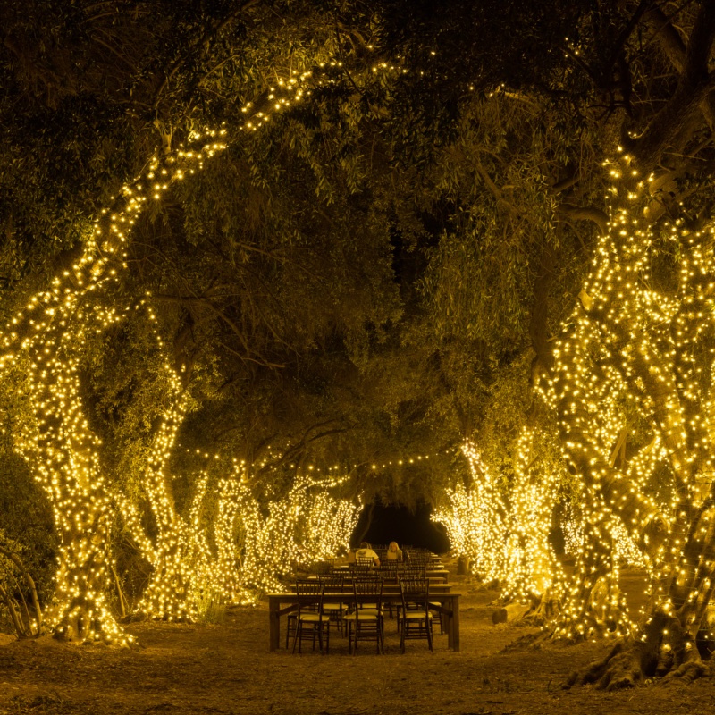 Olive grove wrapped in string lights over a long table