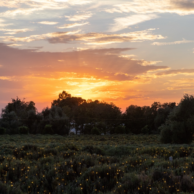 Sunset over a lavender field dotted with lights