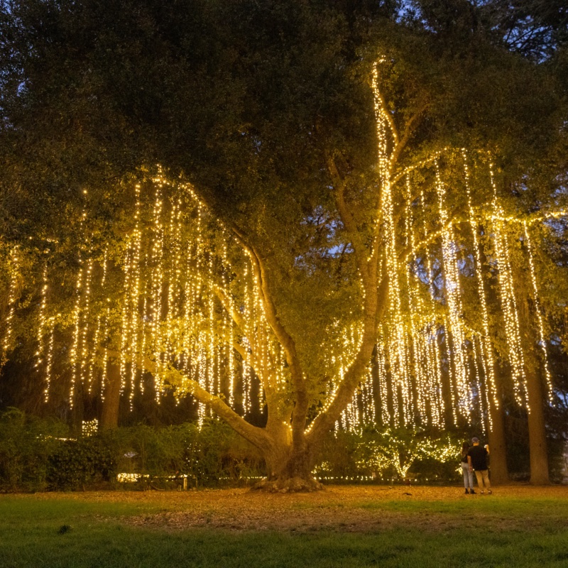 Tree draped in cascading lights