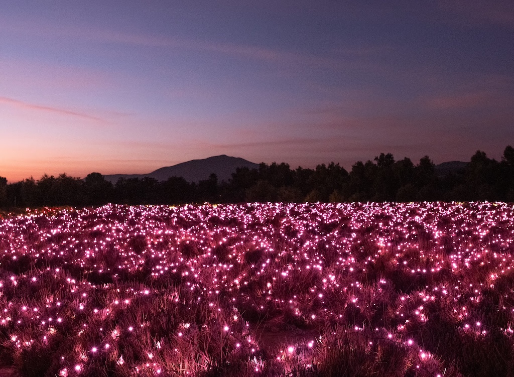 The 1,000-year-old oak glowing in pink lights