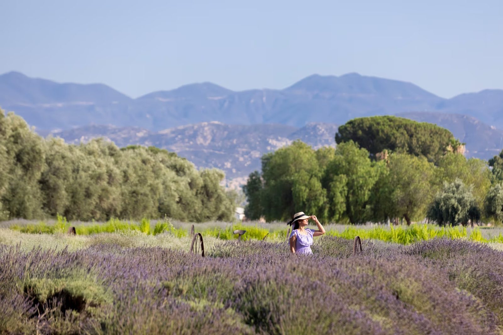 Visitor in a lavender field with mountains behind