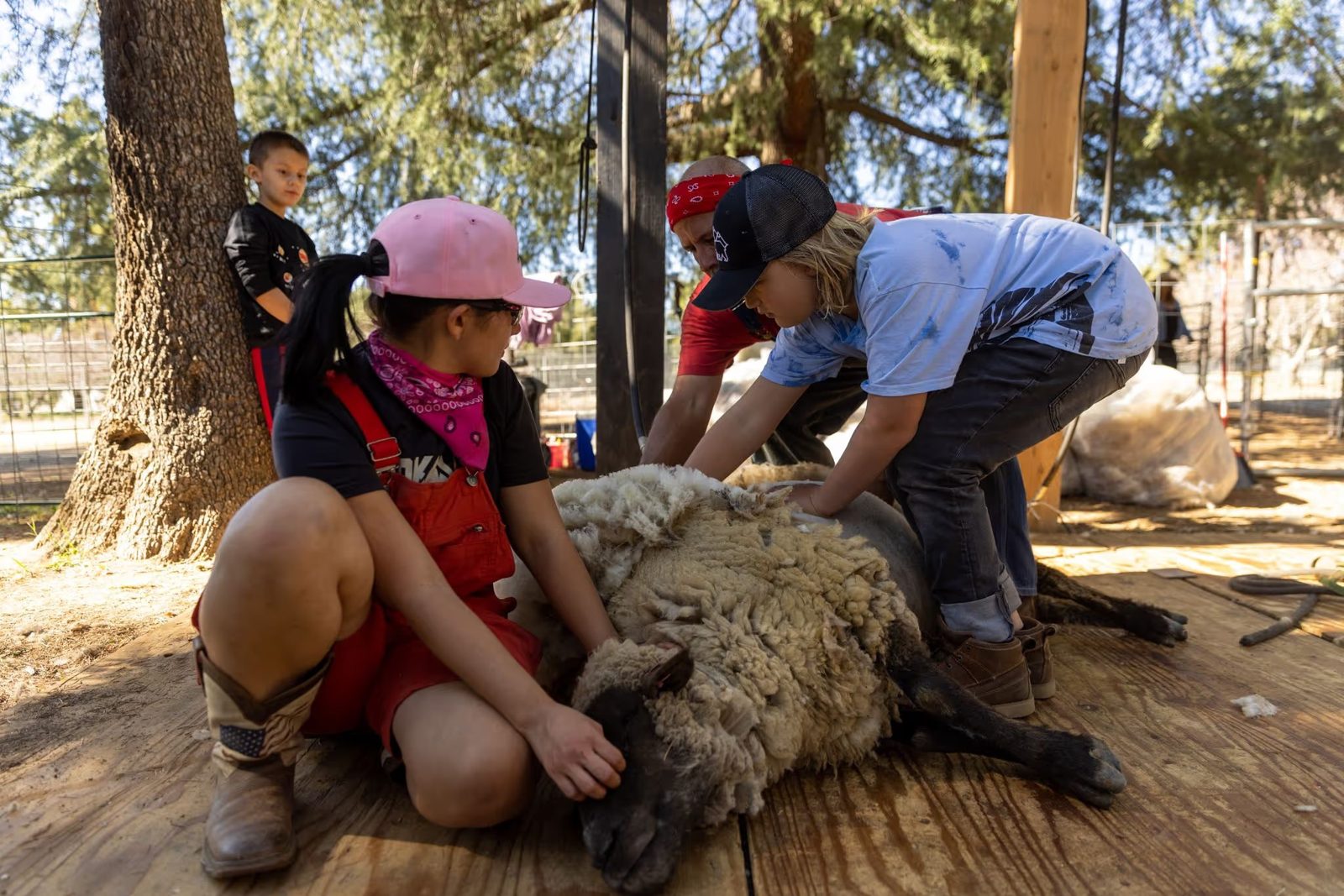 Kids helping at a sheep shearing demonstration