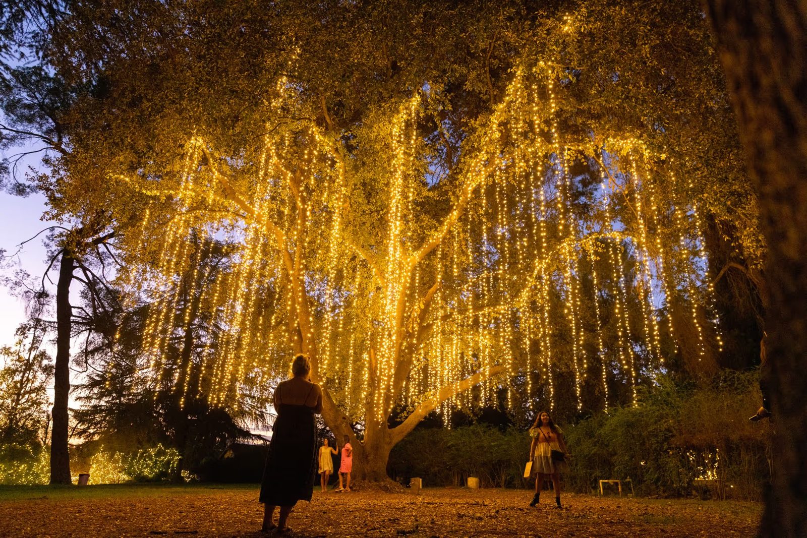 A great oak lit with hanging string lights at night