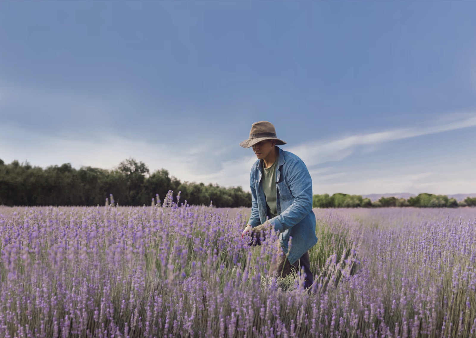 Lavender fields at 123 Farm
