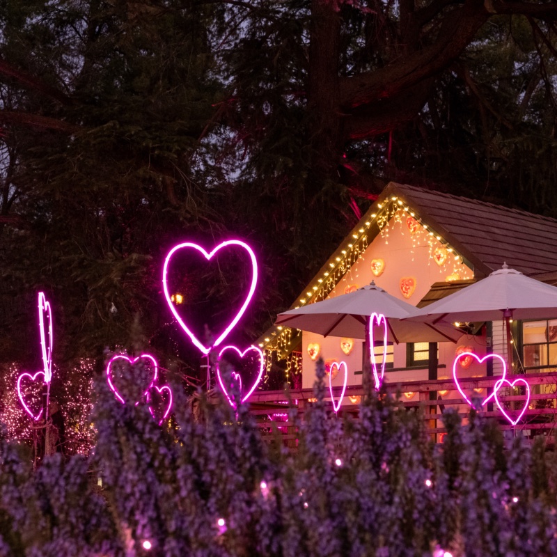 Neon hearts glowing over lavender in front of a heart-trimmed café cottage