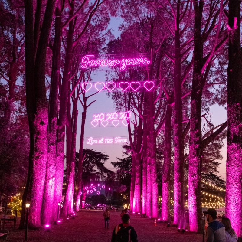 Tall trees uplit in pink beneath neon signs reading Forever yours and XO XO XO