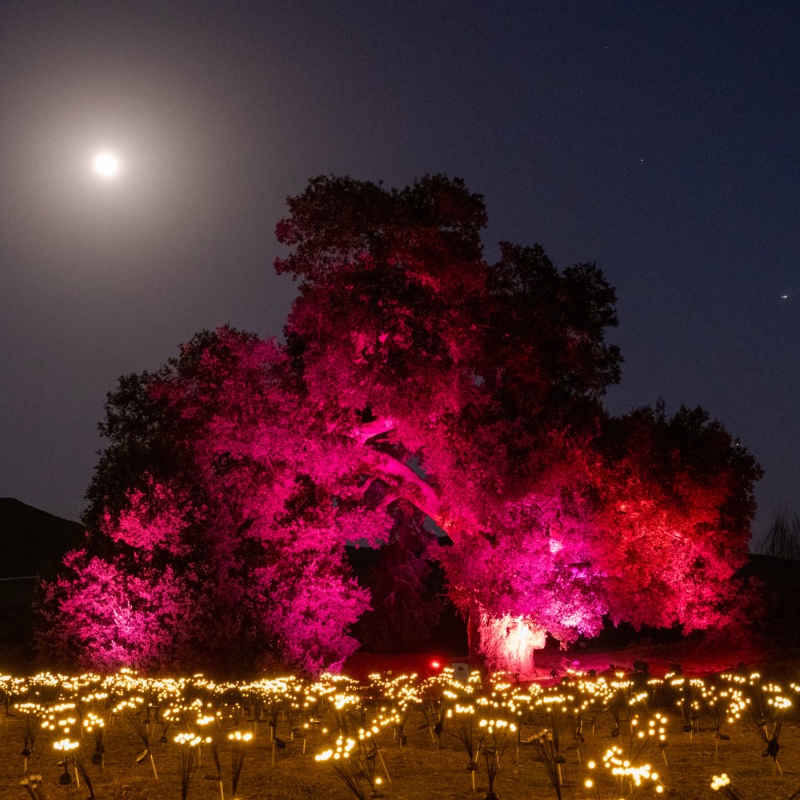 The 1,000-year-old oak lit pink under a full moon, above a field of warm lights