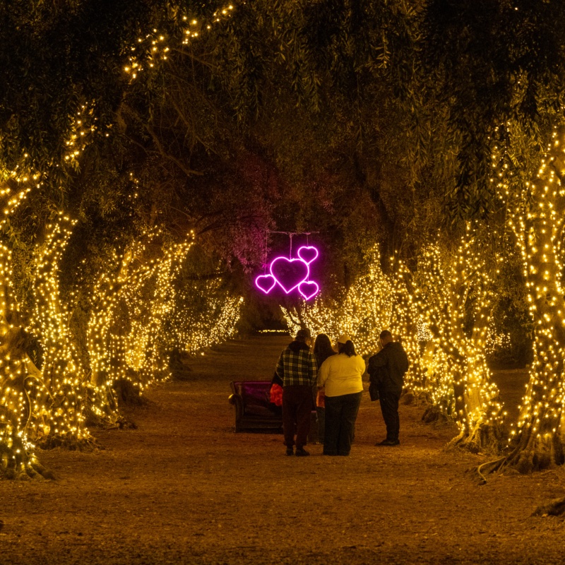 Olive trees wrapped in warm string lights framing a hanging trio of neon hearts