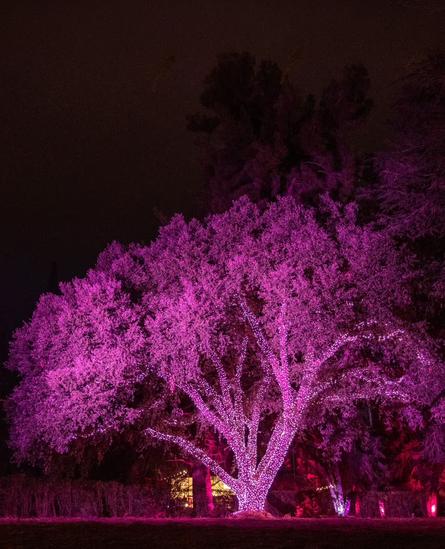 The Heritage Oak, over 300 years old, wrapped in pink lights at night