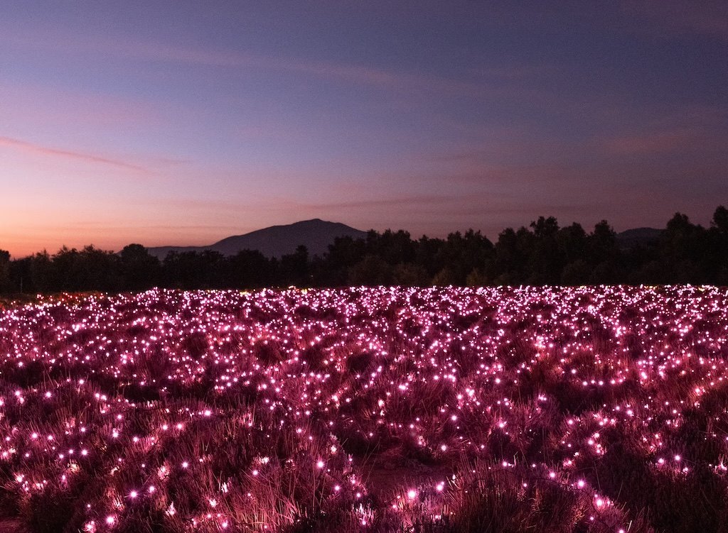 Lavender fields lit with thousands of pink lights at dusk