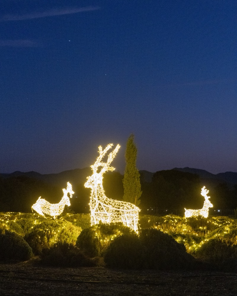 Illuminated reindeer figures glowing in the fields at dusk