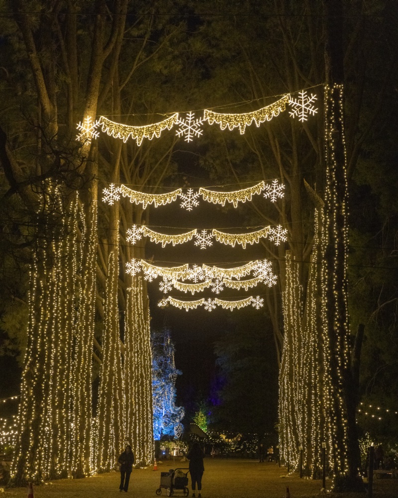 Tree-lined lane wrapped in lights with hanging snowflake garlands